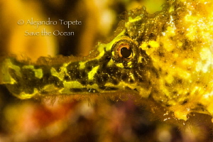 Yellow Sea Horse close up, Klein Bonaire by Alejandro Topete 